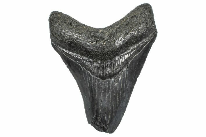 Serrated, Fossil Megalodon Tooth - South Carolina #362497